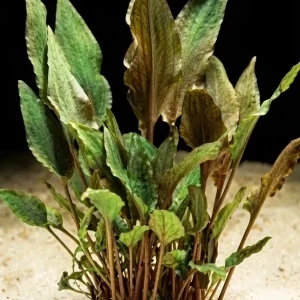 Begrenztes Angebot Walkers Wasserkelch: Cryptocoryne walkeri -im Topf-